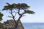 Asisbiz The Lonely Cypress Tree 17 Mile Drive Monterey California July 2011 10