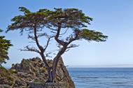 Asisbiz The Lonely Cypress Tree 17 Mile Drive Monterey California July 2011 11