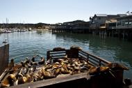 Asisbiz California Sea Lion Zalophus californianus Old Fishermans Grotto Wharf Monterey 04