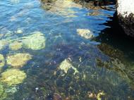 Asisbiz California Monterey Carmel marine life seals Aug 2004 03