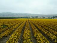 Asisbiz USA California Monterey Carmel Area Farms Aug 2004 01