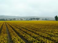 Asisbiz USA California Monterey Carmel Area Farms Aug 2004 04