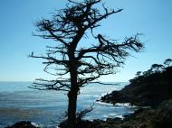 Asisbiz USA California Monterey Pebble Beach dead Cypress tree Aug 2004 06