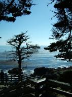 Asisbiz USA California Monterey Pebble Beach dead Cypress tree Aug 2004 09