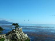 Asisbiz USA California Monterey Pebble Beach the Lone Cypress Aug 2004 08