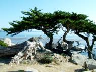 Asisbiz USA California Monterey Pebble Beach the Lone Cypress Aug 2004 11