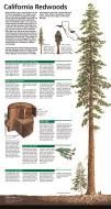 Asisbiz 0 Muir Woods brochure 2008 02