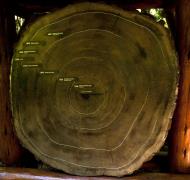 Asisbiz 2000 year old California Redwood Muir Woods San Francisco National Park 2011 01