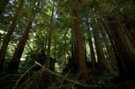 Asisbiz California Redwoods Muir Woods San Francisco National Park California July 2011 01