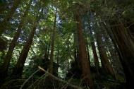 Asisbiz California Redwoods Muir Woods San Francisco National Park California July 2011 02