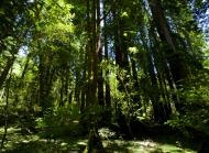 Asisbiz California Redwoods Muir Woods San Francisco National Park California July 2011 03