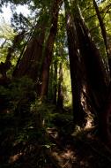 Asisbiz California Redwoods Muir Woods San Francisco National Park California July 2011 04