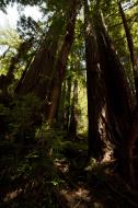 Asisbiz California Redwoods Muir Woods San Francisco National Park California July 2011 05