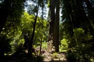 Asisbiz California Redwoods Muir Woods San Francisco National Park California July 2011 06
