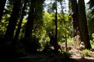 Asisbiz California Redwoods Muir Woods San Francisco National Park California July 2011 07