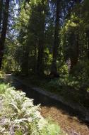 Asisbiz California Redwoods Muir Woods San Francisco National Park California July 2011 11