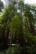 Asisbiz California Redwoods Muir Woods San Francisco National Park California July 2011 12