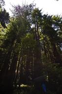 Asisbiz California Redwoods Muir Woods San Francisco National Park California July 2011 13