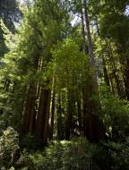 Asisbiz California Redwoods Muir Woods San Francisco National Park California July 2011 14