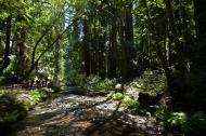Asisbiz California Redwoods Muir Woods San Francisco National Park California July 2011 15