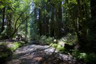 Asisbiz California Redwoods Muir Woods San Francisco National Park California July 2011 16