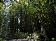 Asisbiz California Redwoods Muir Woods San Francisco National Park California July 2011 17