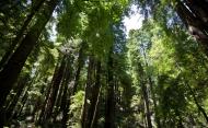 Asisbiz California Redwoods Muir Woods San Francisco National Park California July 2011 18