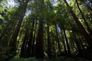 Asisbiz California Redwoods Muir Woods San Francisco National Park California July 2011 19