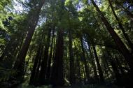 Asisbiz California Redwoods Muir Woods San Francisco National Park California July 2011 20