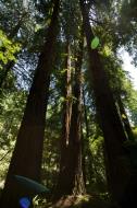 Asisbiz California Redwoods Muir Woods San Francisco National Park California July 2011 21