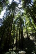 Asisbiz California Redwoods Muir Woods San Francisco National Park California July 2011 22
