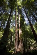 Asisbiz California Redwoods Muir Woods San Francisco National Park California July 2011 23