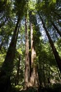 Asisbiz California Redwoods Muir Woods San Francisco National Park California July 2011 24