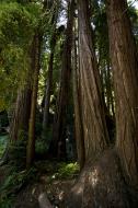 Asisbiz California Redwoods Muir Woods San Francisco National Park California July 2011 25