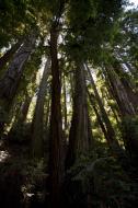 Asisbiz California Redwoods Muir Woods San Francisco National Park California July 2011 26