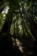 Asisbiz California Redwoods Muir Woods San Francisco National Park California July 2011 27