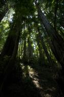 Asisbiz California Redwoods Muir Woods San Francisco National Park California July 2011 28