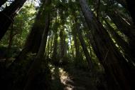Asisbiz California Redwoods Muir Woods San Francisco National Park California July 2011 29