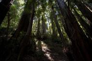 Asisbiz California Redwoods Muir Woods San Francisco National Park California July 2011 30