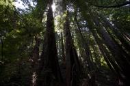 Asisbiz California Redwoods Muir Woods San Francisco National Park California July 2011 31