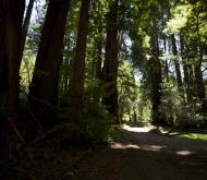 Asisbiz California Redwoods walkway Muir Woods San Francisco National Park California 01
