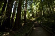 Asisbiz California Redwoods walkway Muir Woods San Francisco National Park California 04