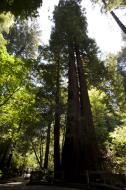 Asisbiz Muir Woods Giant Sequoia San Francisco National Park California July 2011 01