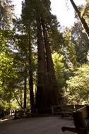 Asisbiz Muir Woods Giant Sequoia San Francisco National Park California July 2011 02