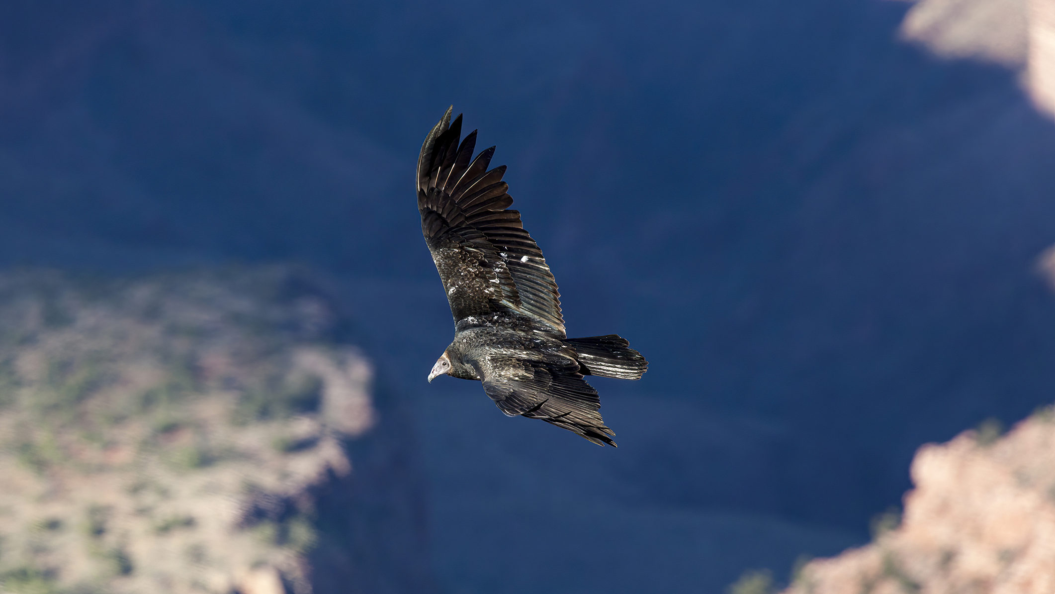 Wildlife birds Condor Gymnogyps californianus over the Grand Canyon Arizona USA Oct 2014 01