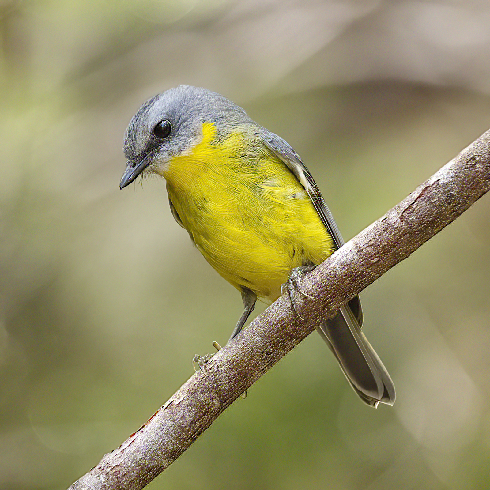 Wildlife birds Eastern Yellow Robin Noosa Qld Australia