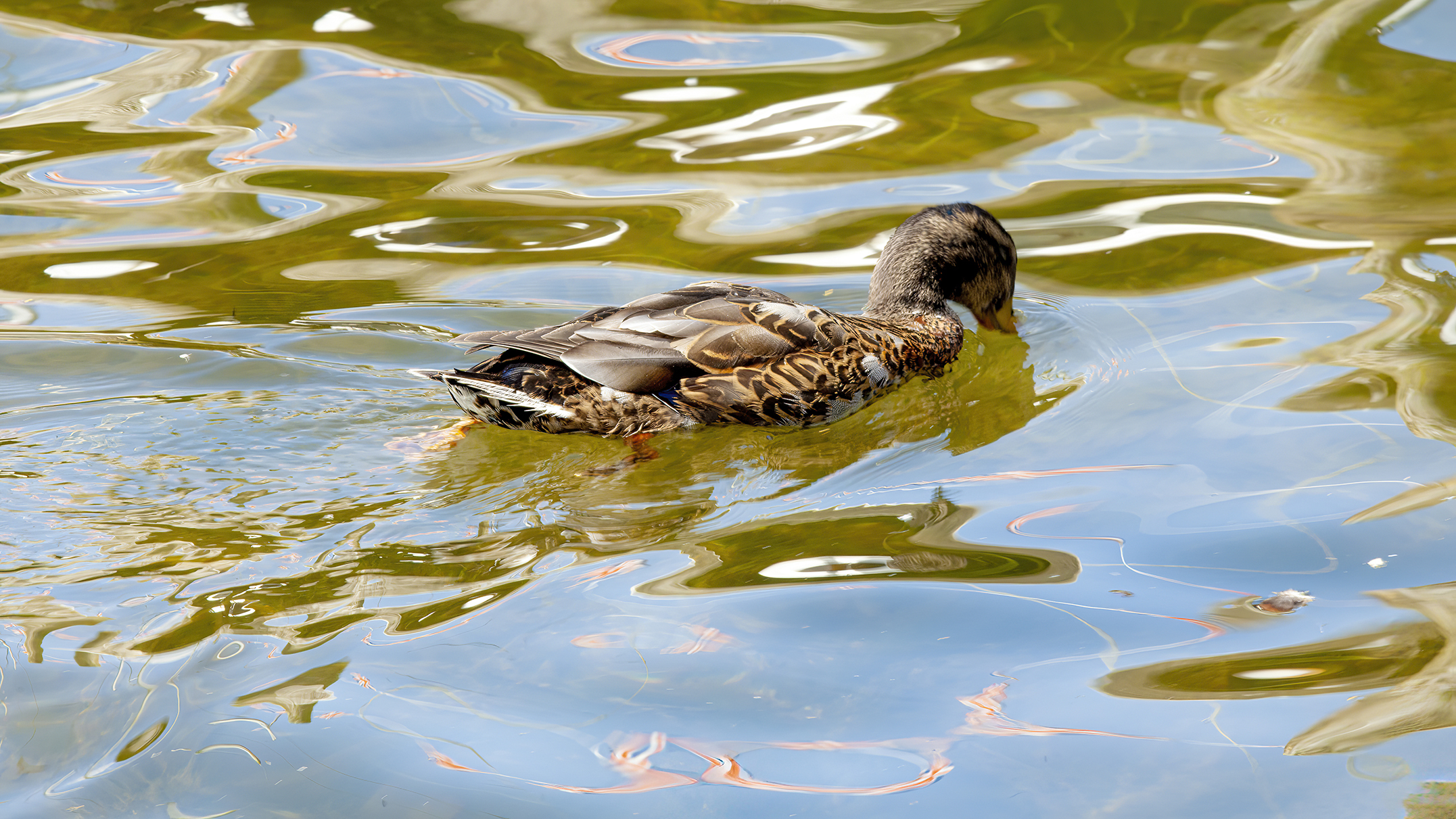 Wildlife birds Great Britain Lake District female Mallard duck 01