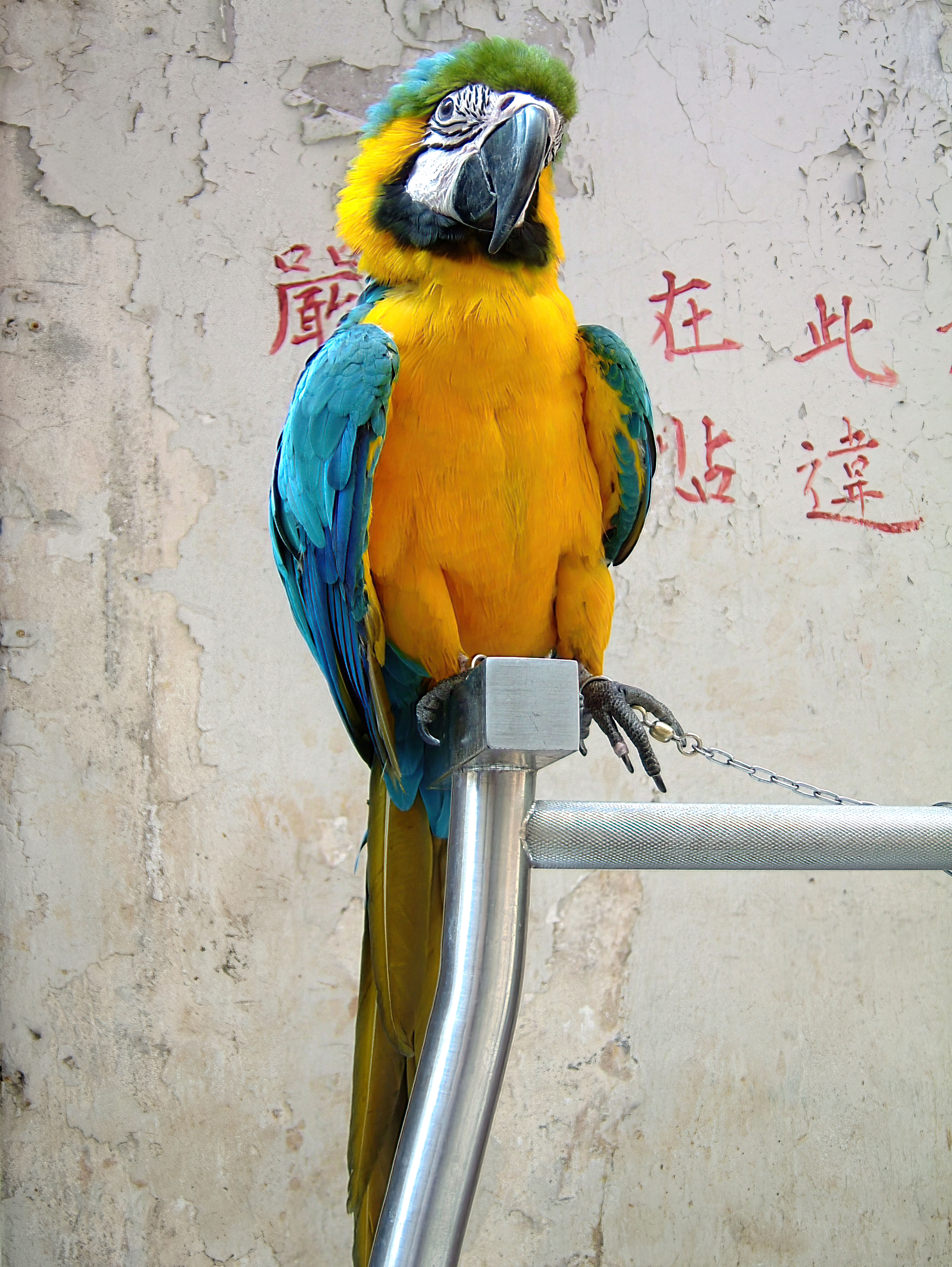 Wildlife birds slavery comes in many different forms Hong Kong street scenes Oct 2003