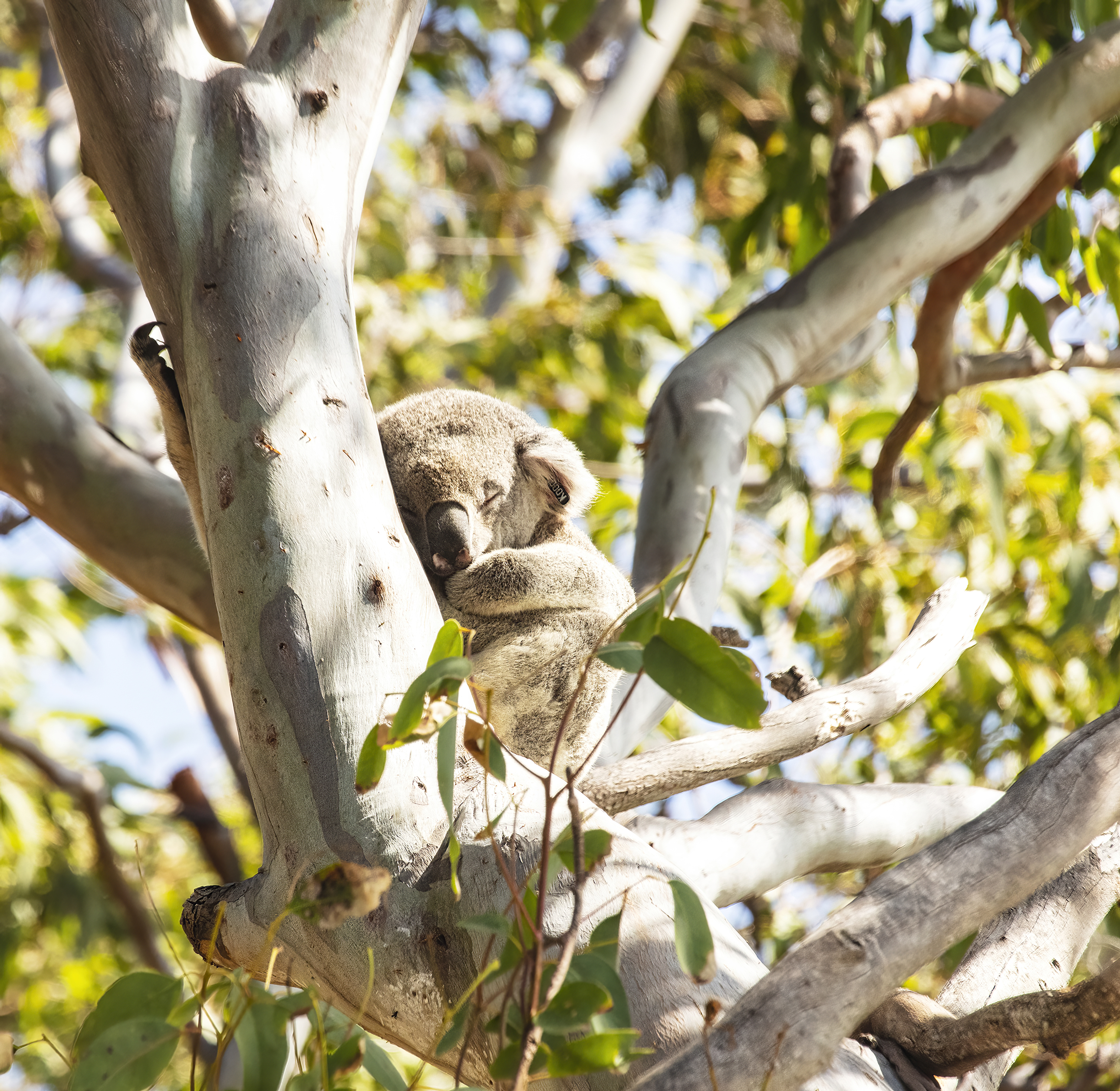 Wildlife mammals Koala or inaccurately koala bear (Phascolarctos cinereus) Noosa Qld Australia 01