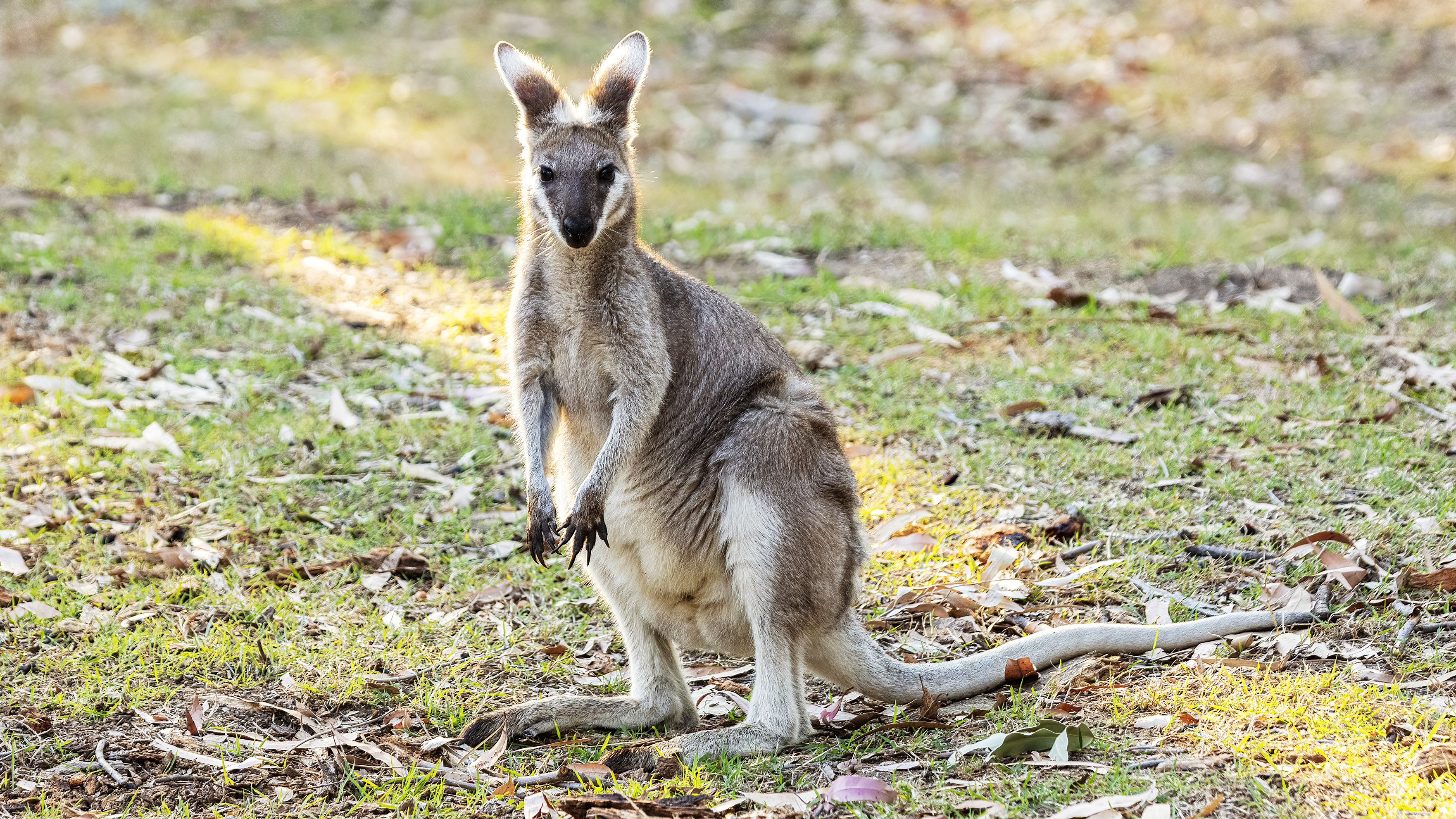 Wildlife mammals Whiptail wallaby Carnarvon Gorge Queensland Australia Sep 2020